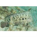 Salarias ceramensis Bleeker, 1852