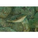 Canthigaster compressa (Proce, 1822)