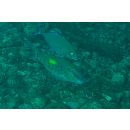 Parupeneus indicus (Shaw, 1803)