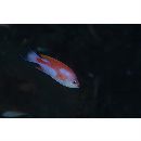 Pseudanthias hutomoi (Allen et Burhanuddin, 1976)