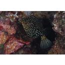 Ostracion solorensis Bleeker, 1856