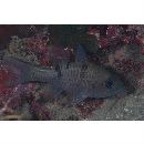 Pristicon trimaculatus (Cuvier, 1828)