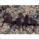 Pseudamia zonata Randall, Lachner et Fraser, 1985