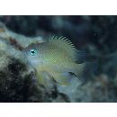 Chrysiptera oxycephala (Bleeker, 1877)