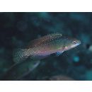 Cirrhilabrus lyukyuensis Ishikawa, 1904