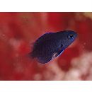 Pomacentrus brachialis Cuvier, 1830