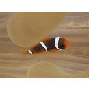 Amphiprion ocellaris Cuvier, 1830