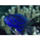 Chrysiptera springeri (Allen, 1976)