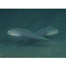 Oxymetopon compressus Chan, 1966