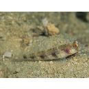 Vanderhorstia papilio Shibukawa et Suzuki, 2004