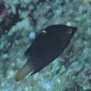 Epibulus insidiator (Pallas, 1770)