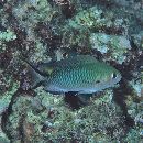 Pomachromis richardsoni (Snyder, 1909)