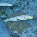 Hologymnosus doliatus (Lacepede, 1801)