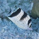 Chaetodon argentatus Smith et Radcliffe, 1911