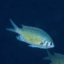 Chromis weberi Fowler et Bean, 1928