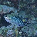 Pomachromis richardsoni (Snyder, 1909)