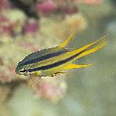 Neoglyphidodon nigroris (Cuvier, 1830)