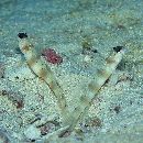 Amblyeleotris arcupinna Mohlmann et Munday, 1999