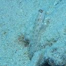 Ctenogobiops mitodes Randall, Shao et Chen, 2007