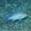 Epinephelus undulosus (Quoy et Gaimard, 1824)