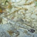 Vanderhorstia wayag Allen et Erdmann, 2012