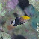 Bodianus loxozonus (Snyder, 1908)