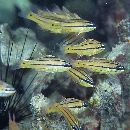 Apogon sealei Fowler, 1918