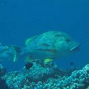 Lutjanus rivulatus (Cuvier, 1828)