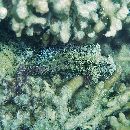 Salarias ceramensis Bleeker, 1852