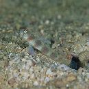 Amblyeleotris arcupinna Mohlmann et Munday, 1999