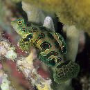 Pterosynchiropus picturatus (Peters, 1877)