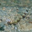 Amblyeleotris latifasciata Polunin et Lubbock, 1979