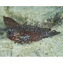 Ablabys macracanthus (Bleeker, 1852)