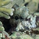 Salarias ceramensis Bleeker, 1852