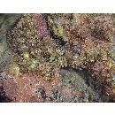 Scorpaenopsis cirrosa (Thunberg, 1793)