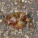 Scorpaenopsis cotticeps Fowler, 1938