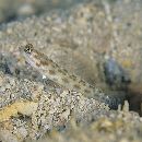 Ctenogobiops feroculus Lubbock et Polunin, 1977