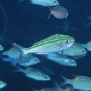 Pterocaesio trilineata Carpenter, 1987