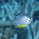 Amblyglyphidodon leucogaster (Bleeker, 1847)