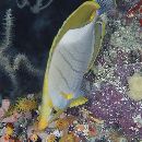 Chaetodon xanthocephalus Bennett, 1832