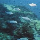 Alepes vari (Cuvier, 1833)