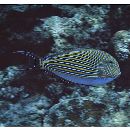 Acanthurus lineatus (Linnaeus, 1758)