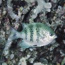 Amblyglyphidodon curacao (Bloch, 1787)