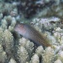 Cirripectes imitator Williams, 1985