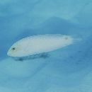 Halichoeres trimaculatus (Quoy et Gaimard, 1834)