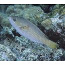 Scarus chameleon Choat et Randall, 1986