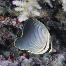 Chaetodon baronessa Cuvier, 1829