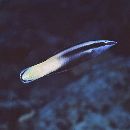 Labroides bicolor Fowler et Bean, 1928