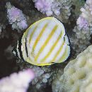 Chaetodon ornatissimus Cuvier, 1831