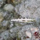 Scarus rubroviolaceus Bleeker, 1847